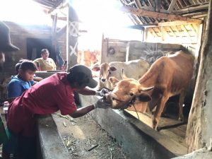 GANDENG PUSKESWAN, PEMDES SIDOMULYO GANDENG PUSKESWAN UNTUK LAKUKAN VAKSINISASI CEGAH PMK
