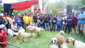 Kontes Domba Nasional Sukses Digelar dengan Diikuti oleh Ratusan Domba