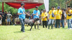 Kontes Domba Nasional Sukses Digelar dengan Diikuti oleh Ratusan Domba