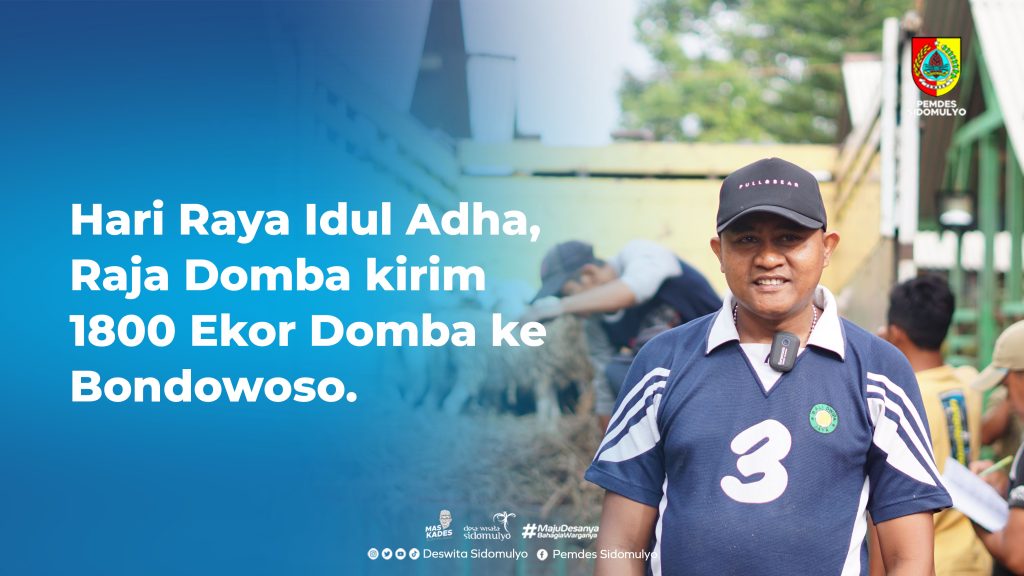 Meluncur! Raja Domba Indonesia Kirim Ribuan Ekor Domba Kurban ke Bondowoso