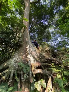 Pohon Benda (Artocarpus elasticus)